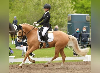 Deutsches Reitpony, Wallach, 10 Jahre, 148 cm, Palomino