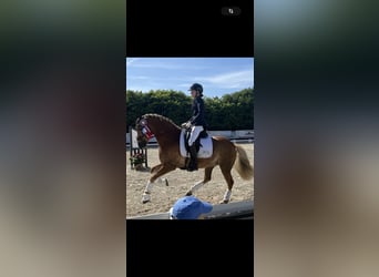 Deutsches Reitpony, Wallach, 10 Jahre, 148 cm, Palomino
