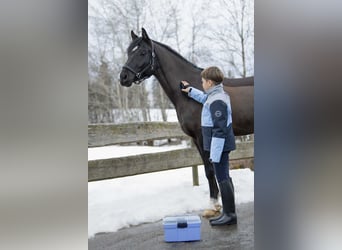 Deutsches Reitpony, Wallach, 10 Jahre, 148 cm, Rappe