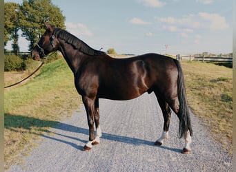 Deutsches Reitpony, Wallach, 10 Jahre, 148 cm, Rappe