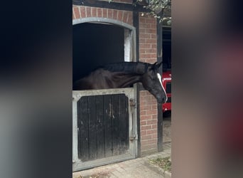 Deutsches Reitpony, Wallach, 10 Jahre, 148 cm, Rappe
