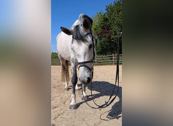 Deutsches Reitpony, Wallach, 10 Jahre, 148 cm, Schimmel