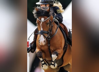 Deutsches Reitpony, Wallach, 10 Jahre, 148 cm, Schimmel