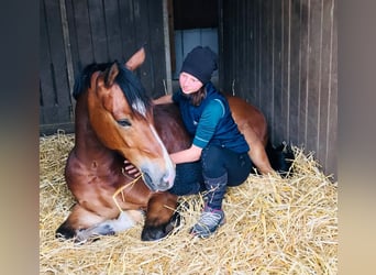Deutsches Reitpony, Wallach, 10 Jahre, 149 cm, Brauner