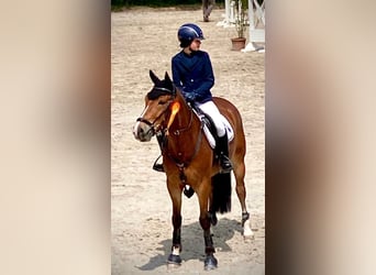 Deutsches Reitpony, Wallach, 10 Jahre, 149 cm, Brauner