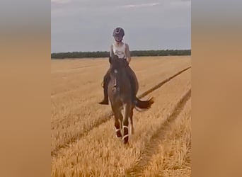 Deutsches Reitpony, Wallach, 10 Jahre, 149 cm, Brauner