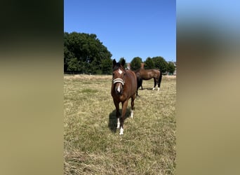 Deutsches Reitpony, Wallach, 10 Jahre, 149 cm, Brauner