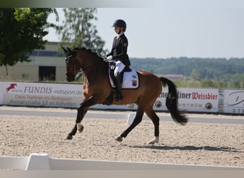 Deutsches Reitpony, Wallach, 10 Jahre, 149 cm, Falbe