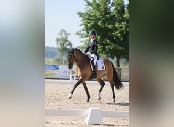 Deutsches Reitpony, Wallach, 10 Jahre, 149 cm, Falbe