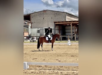 Deutsches Reitpony, Wallach, 10 Jahre, 151 cm, Brauner