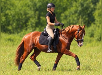 Deutsches Reitpony, Wallach, 10 Jahre, 152 cm