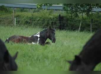 Deutsches Reitpony Mix, Wallach, 10 Jahre, 152 cm, Schecke
