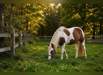 Deutsches Reitpony, Wallach, 10 Jahre, 154 cm