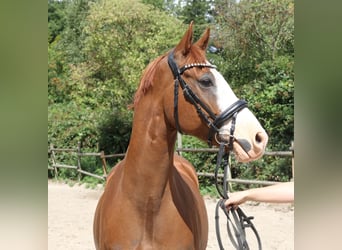 Deutsches Reitpony, Wallach, 10 Jahre, 154 cm, Fuchs