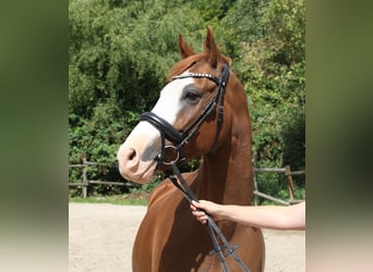 Deutsches Reitpony, Wallach, 10 Jahre, 154 cm, Fuchs