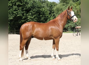 Deutsches Reitpony, Wallach, 10 Jahre, 154 cm, Fuchs