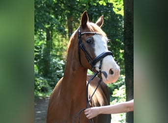 Deutsches Reitpony, Wallach, 10 Jahre, 154 cm, Fuchs