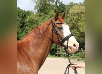 Deutsches Reitpony, Wallach, 10 Jahre, 154 cm, Fuchs