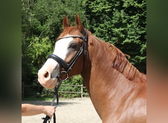 Deutsches Reitpony, Wallach, 10 Jahre, 154 cm, Fuchs