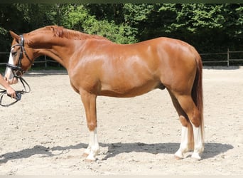 Deutsches Reitpony, Wallach, 10 Jahre, 154 cm, Fuchs