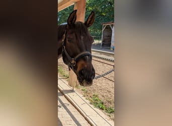 Deutsches Reitpony, Wallach, 10 Jahre, 155 cm, Braunfalbschimmel