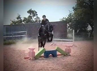 Deutsches Reitpony, Wallach, 10 Jahre, 155 cm, Braunfalbschimmel