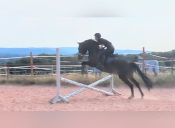 Deutsches Reitpony, Wallach, 10 Jahre, 155 cm, Braunfalbschimmel