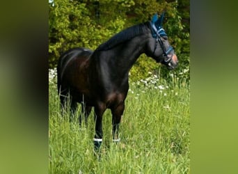 Deutsches Reitpony, Wallach, 10 Jahre, 155 cm, Braunfalbschimmel