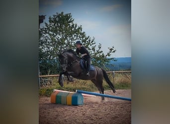 Deutsches Reitpony, Wallach, 10 Jahre, 155 cm, Braunfalbschimmel