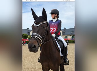 Deutsches Reitpony, Wallach, 10 Jahre, 155 cm, Braunfalbschimmel