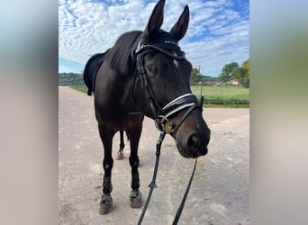 Deutsches Reitpony, Wallach, 10 Jahre, 155 cm, Braunfalbschimmel