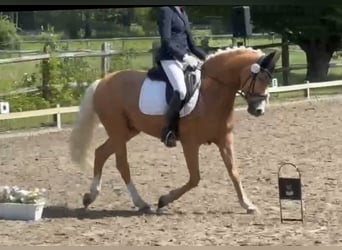 Deutsches Reitpony, Wallach, 10 Jahre, 155 cm, Palomino