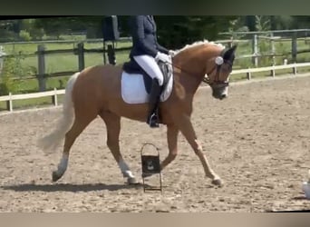 Deutsches Reitpony, Wallach, 10 Jahre, 155 cm, Palomino