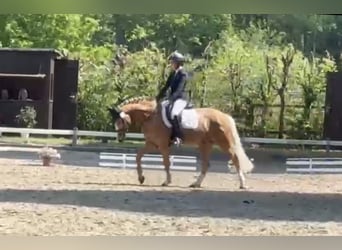 Deutsches Reitpony, Wallach, 10 Jahre, 155 cm, Palomino