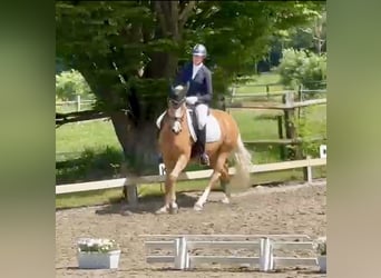 Deutsches Reitpony, Wallach, 10 Jahre, 155 cm, Palomino
