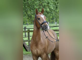 Deutsches Reitpony, Wallach, 10 Jahre, 158 cm, Dunkelfuchs