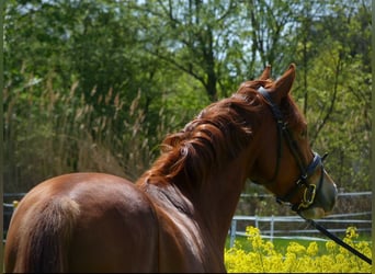 Deutsches Reitpony, Wallach, 10 Jahre, 158 cm, Fuchs