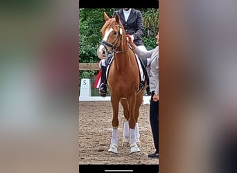 Deutsches Reitpony, Wallach, 10 Jahre, 158 cm, Fuchs