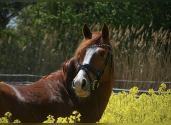Deutsches Reitpony, Wallach, 10 Jahre, 158 cm, Fuchs