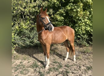 Deutsches Reitpony, Wallach, 10 Jahre, 158 cm, Fuchs