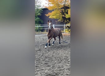 Deutsches Reitpony, Wallach, 10 Jahre, 158 cm, Fuchs