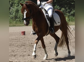 Deutsches Reitpony, Wallach, 10 Jahre, 158 cm, Fuchs