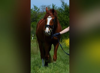 Deutsches Reitpony, Wallach, 10 Jahre, 158 cm, Fuchs