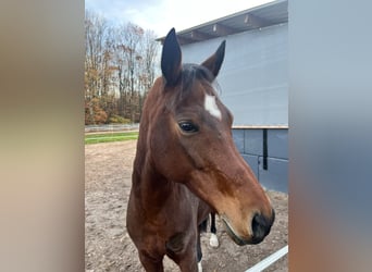 Deutsches Reitpony, Wallach, 10 Jahre, 160 cm, Brauner