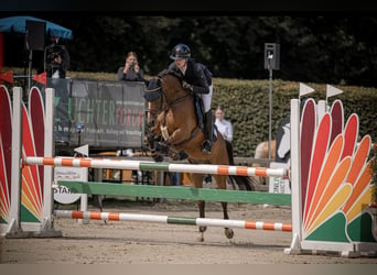 Deutsches Reitpony, Wallach, 10 Jahre, Brauner