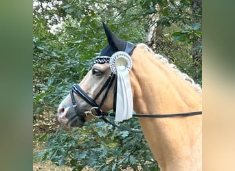 Deutsches Reitpony, Wallach, 10 Jahre