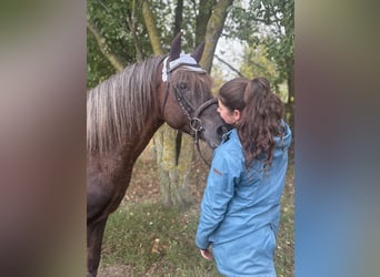 Deutsches Reitpony Mix, Wallach, 10 Jahre, Dunkelfuchs