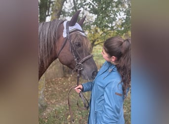 Deutsches Reitpony Mix, Wallach, 10 Jahre, Dunkelfuchs