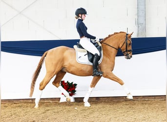 Deutsches Reitpony, Wallach, 10 Jahre, Fuchs
