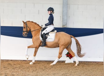 Deutsches Reitpony, Wallach, 10 Jahre, Fuchs
